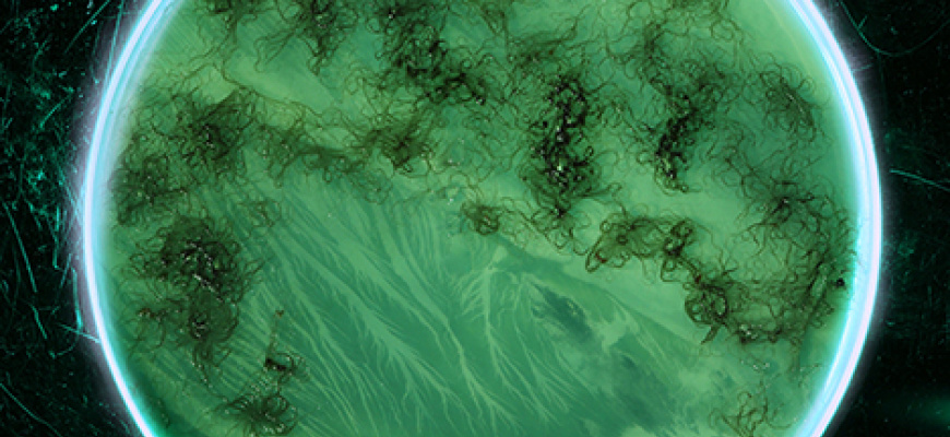 Algues maudites, a sea of tears Photographie