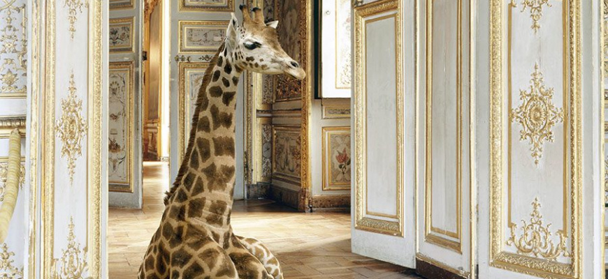 Les animaux s'exposent Art contemporain