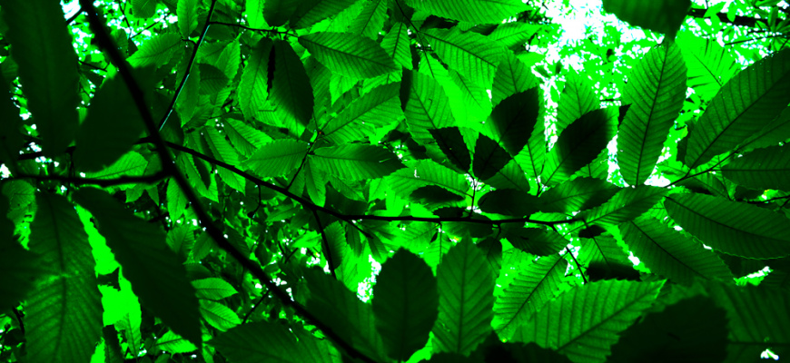 L&#039;arbre d&#039;énergie Photographie