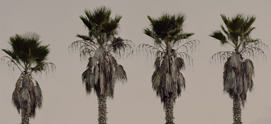Les Oasis - Lise Gaudaire Photographie