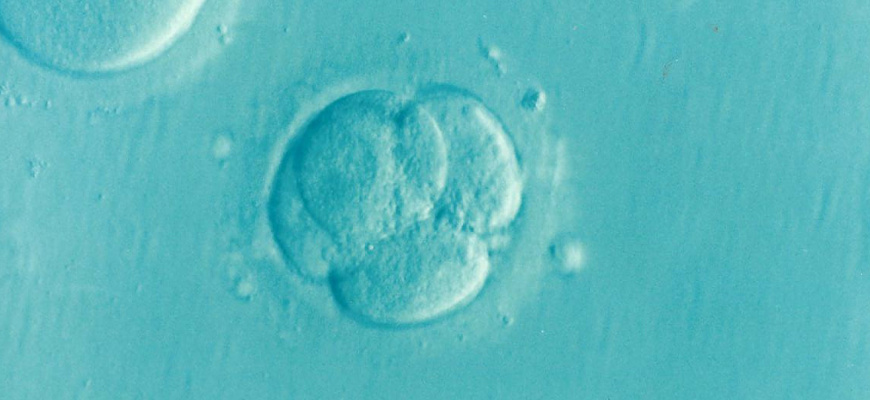 Manipulation de l’embryon humain : les bébés du futur Conférence/Débat