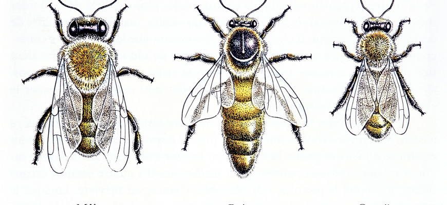 Tout savoir sur le miel et l'abeille Animation