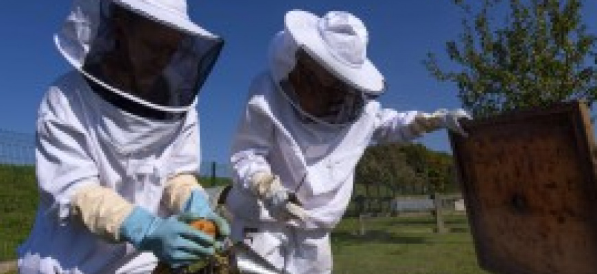 Tout savoir sur l&#039;abeille, la ruche et le miel  Animation