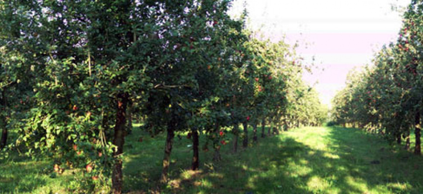 Visite des Vergers de l’Ille, ferme biologique cidricole Atelier/Stage