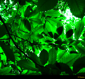 Image L'arbre d'énergie Photographie