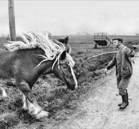 Image Races bretonnes, une histoire bien vivante ! Histoire