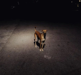 Le chien, la nuit et le couteau - Festival des créations amateures 