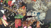 Johanna Rocard, Les enfant·es du compost