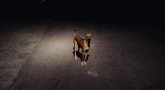 Le chien, la nuit et le couteau - Festival des créations amateures 